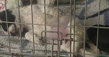 Mixed Breed dogs - Advert 8