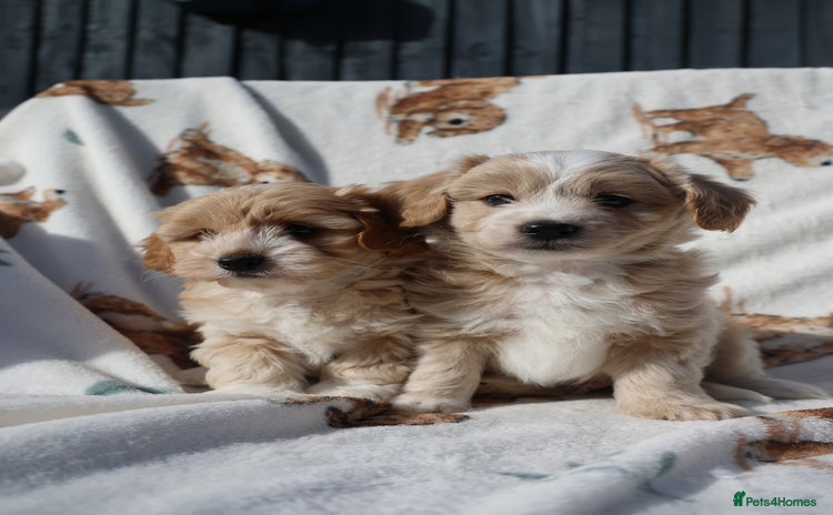 Maltipoo dogs - Advert 8