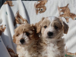 Maltipoo dogs - Advert 4