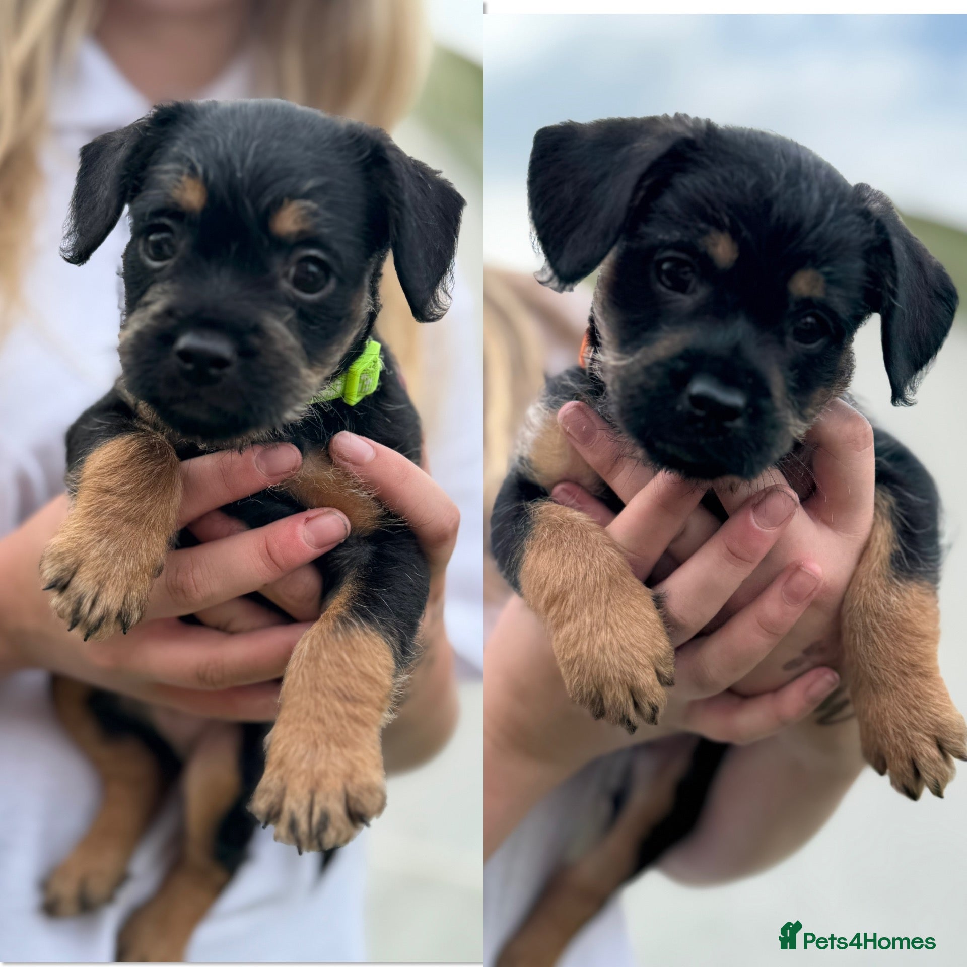 Mixed Breed dogs 2 available - Frenchie cross toy poodle puppies - Advert 11