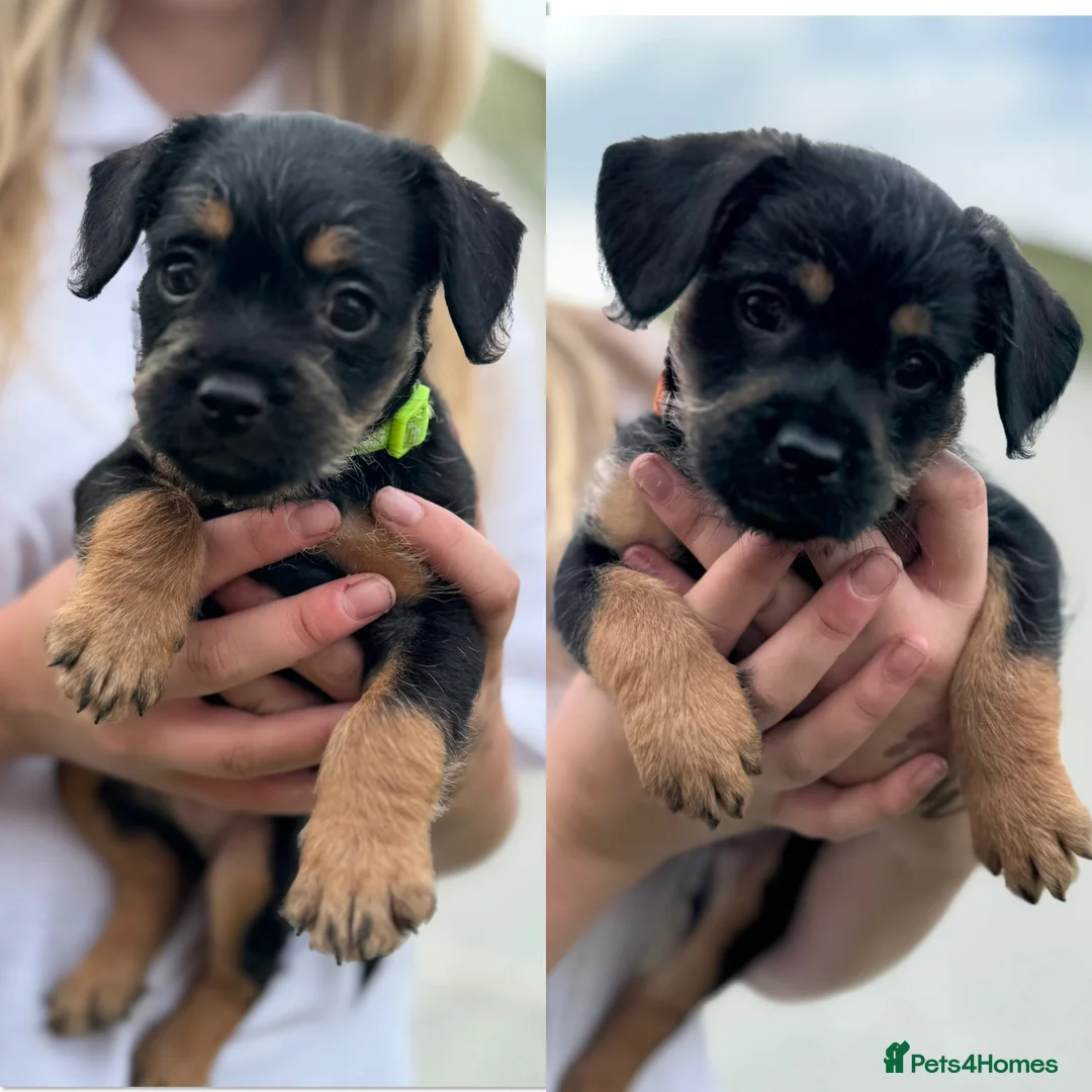 Mixed Breed dogs for sale: Last boy available - Floodle puppies - Advert 1