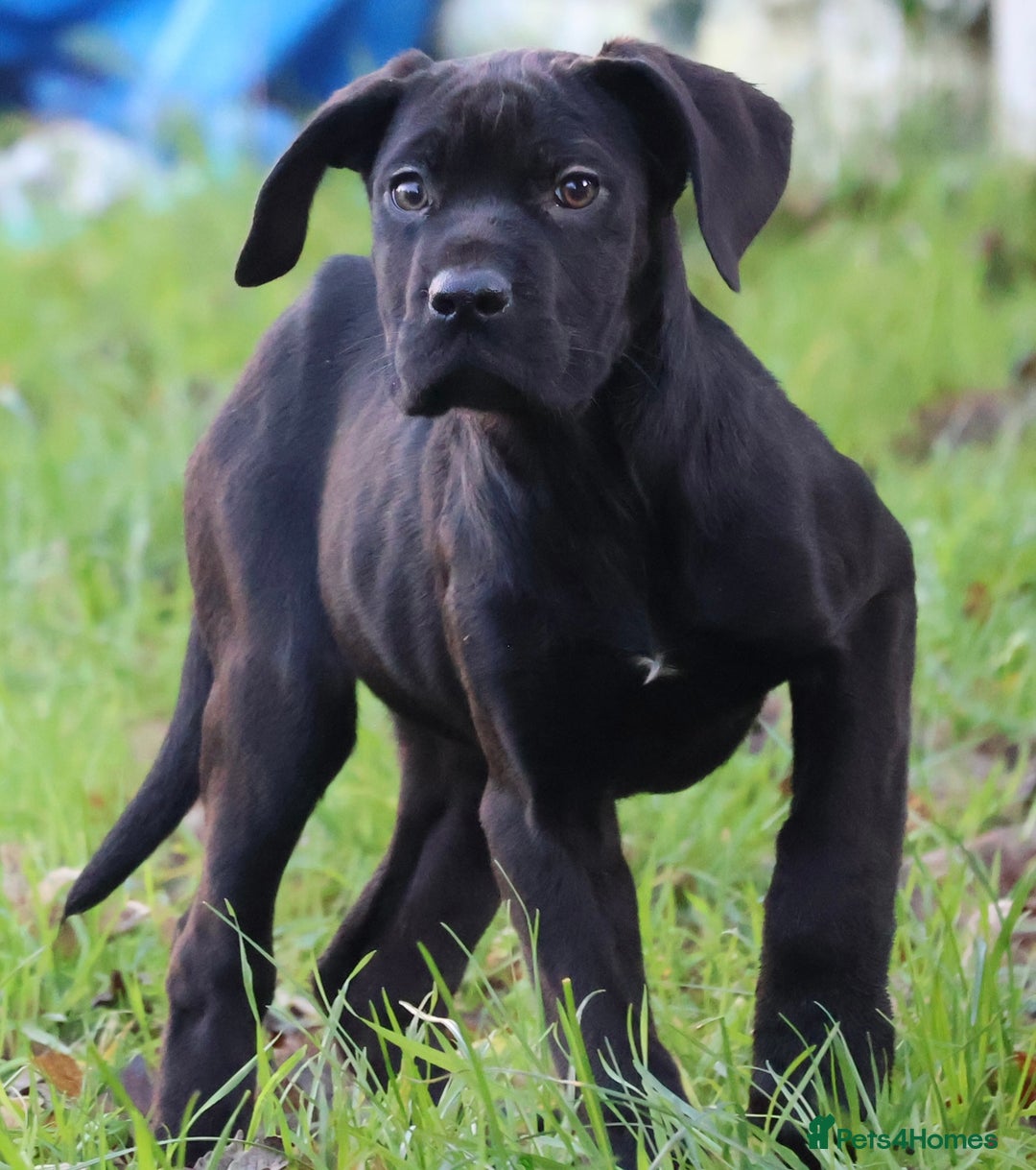 Presa Canario dogs for sale: Presa Canario Puppies (Recognised Breeder) - Advert 20