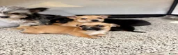 Mixed Breed dogs for sale: Jack Russell Cross Chorkie Puppies - Advert 6