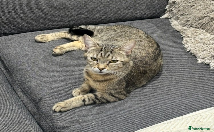 British Shorthair cats - Advert 1