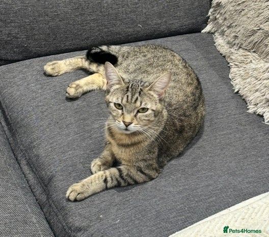 British Shorthair cats - Advert 1