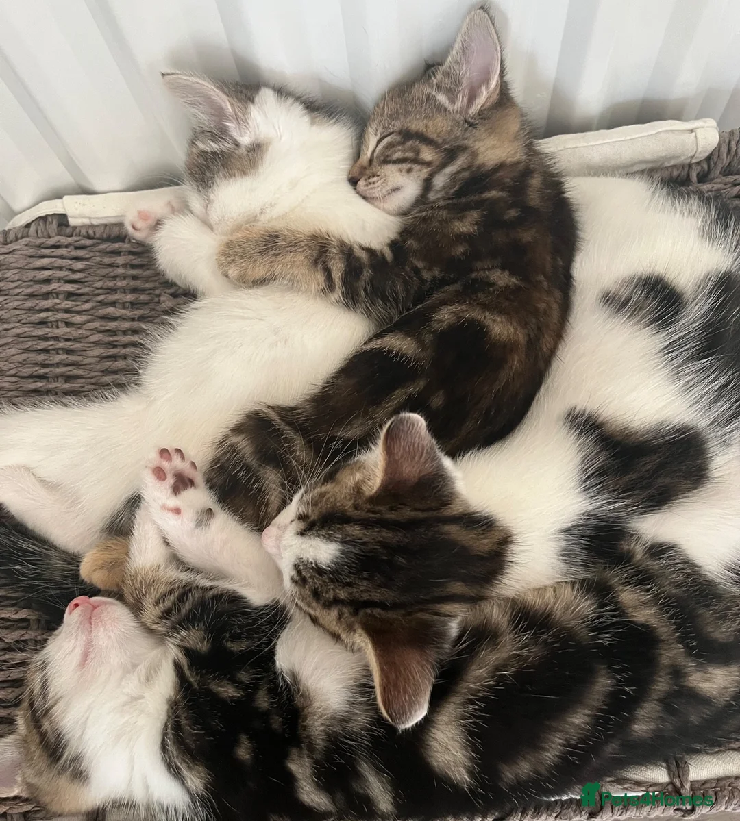 Domestic Shorthair cats for sale: A gorgeous male tabby and white domestic shorthair - Advert 2