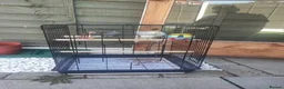 Budgerigars birds for sale: 1 year old female budgie for sale - Advert 5