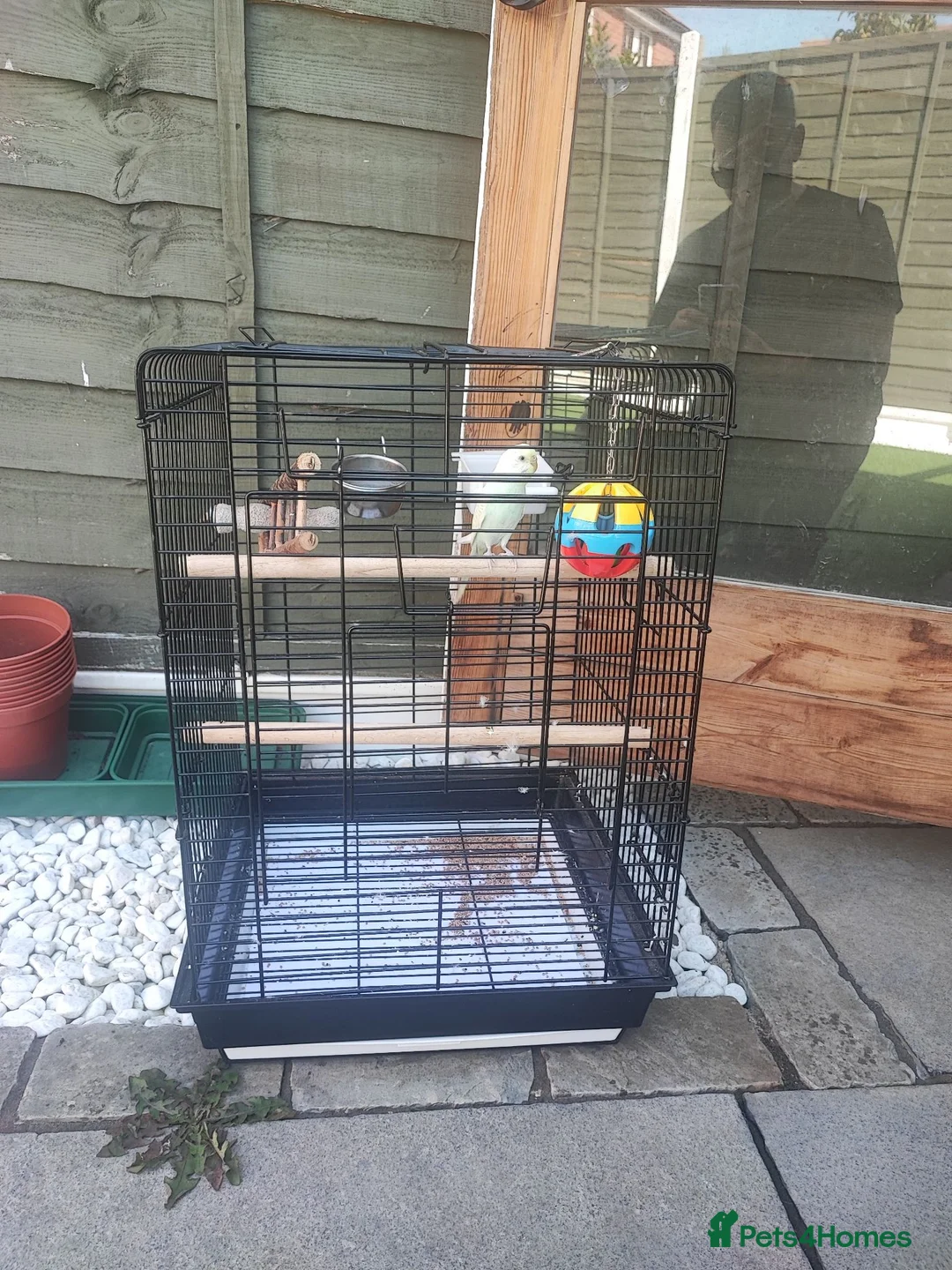 Budgerigars birds for sale: 1 year old female budgie for sale - Advert 5