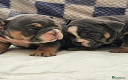 English Bulldog dogs for sale: Kc british bulldogs  - Image 29