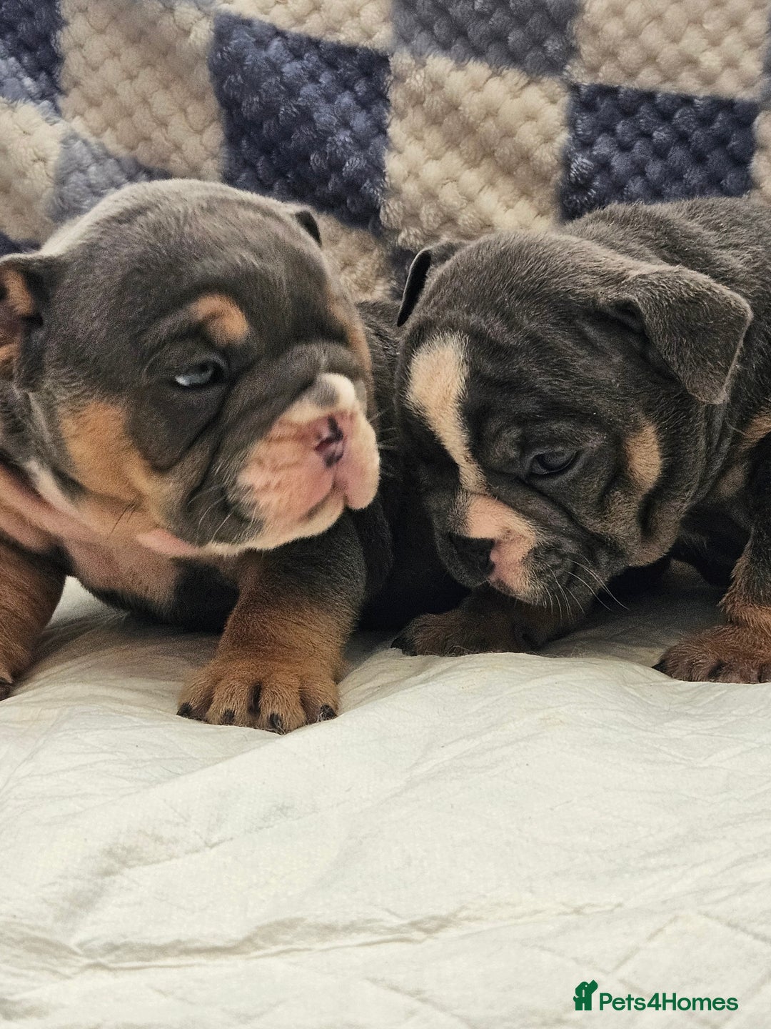 English Bulldog dogs for sale: Kc british bulldogs  - Image 29
