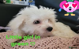 Maltese dogs for sale: Sale:4 maltese pups  - Image 4