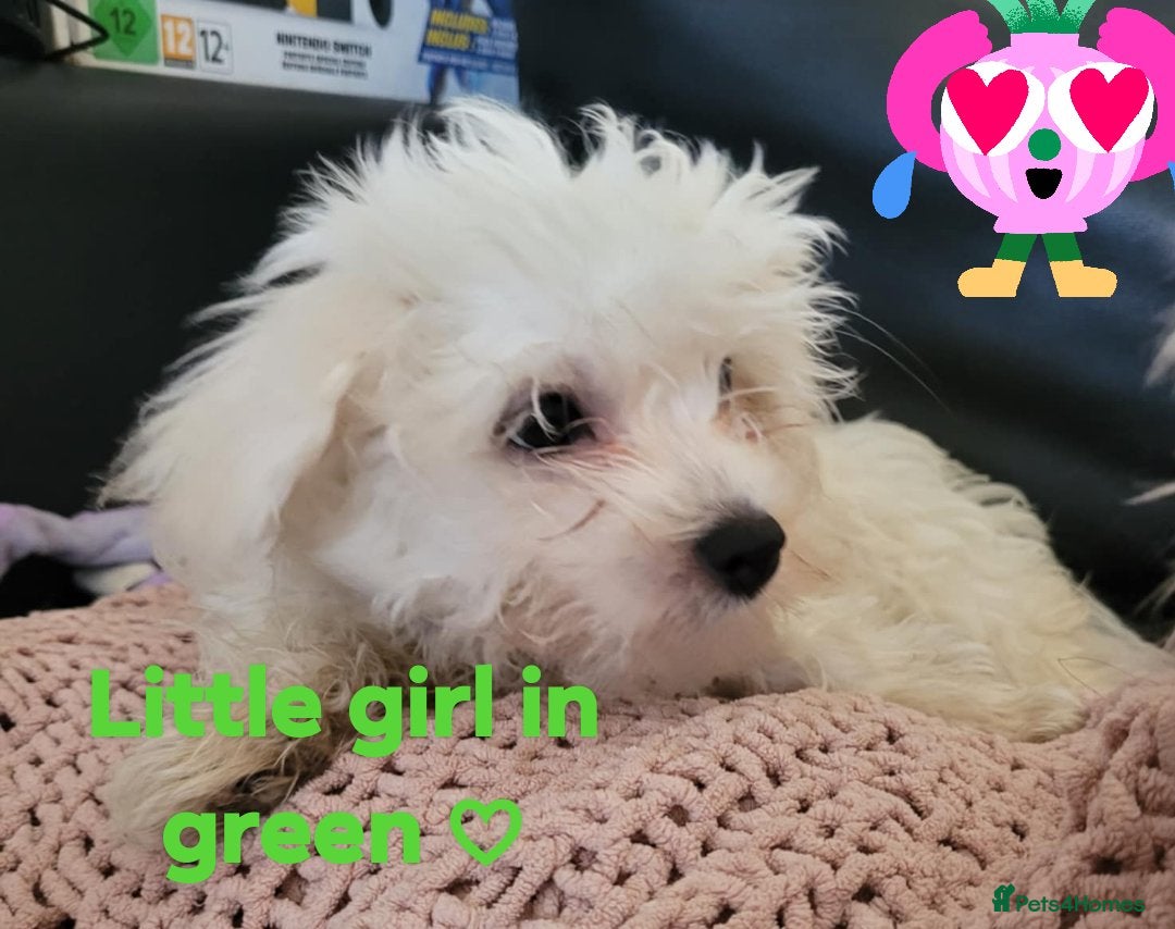 Maltese dogs for sale: Sale:4 maltese pups  - Image 4