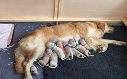 Golden Retriever dogs for sale: Pedigree Golden Retriver Puppies - Image 14