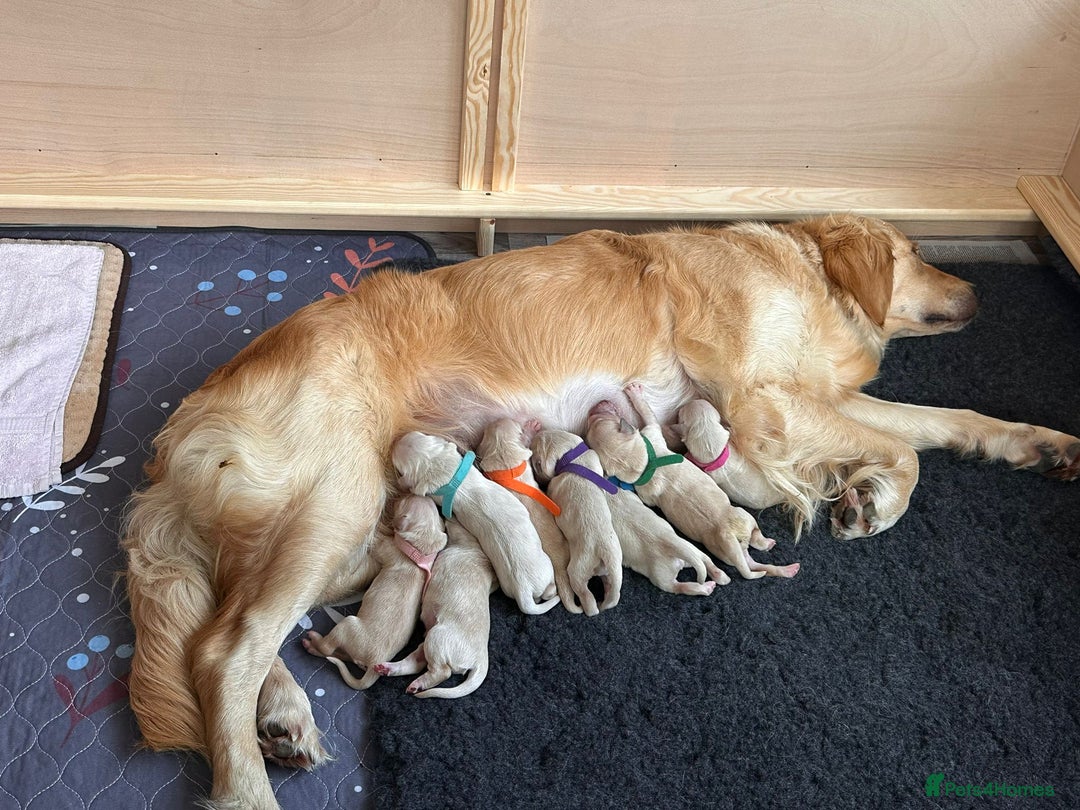 Golden Retriever dogs for sale: Pedigree Golden Retriver Puppies - Image 14