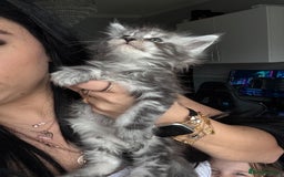 Maine Coon cats for sale: Russian XL maine coons!❤️ready to leave next week! - Image 3