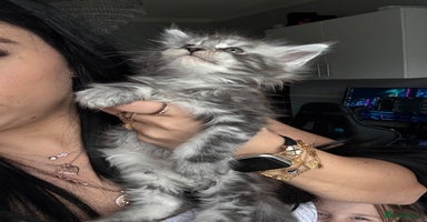 Maine Coon cats - Advert 5