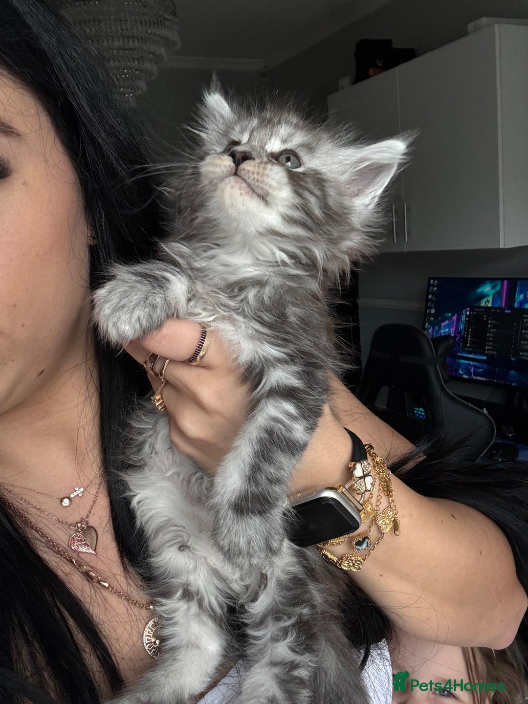 Maine Coon cats for sale: Russian XL maine coons!❤️ready to leave next week! - Image 3