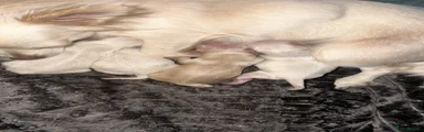 Chihuahua Puppy 1