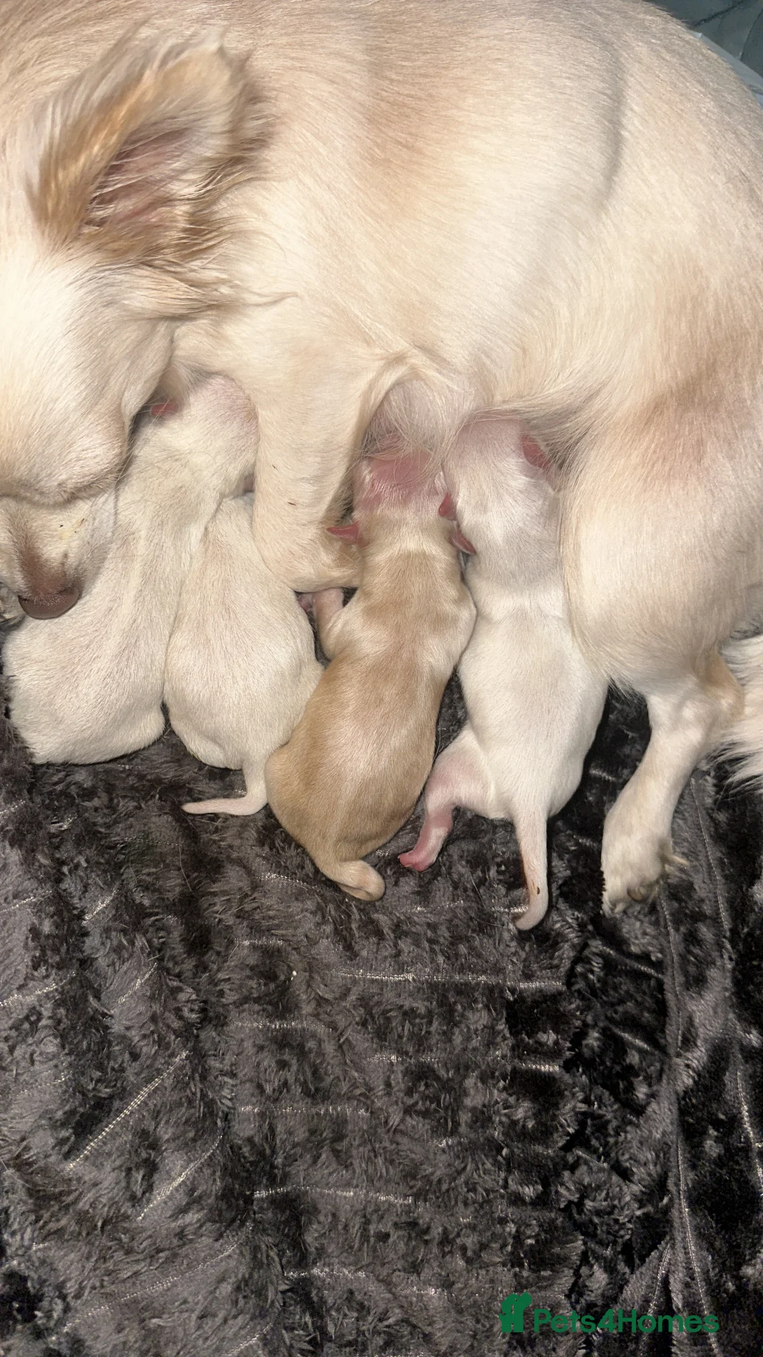 Chihuahua dogs for sale: Chihuahua pups for sale - Advert 4