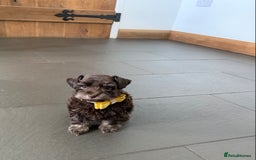 Miniature Schnauzer dogs for sale: 5* Licensed KC Toy Chocolate Schnauzers - Image 20