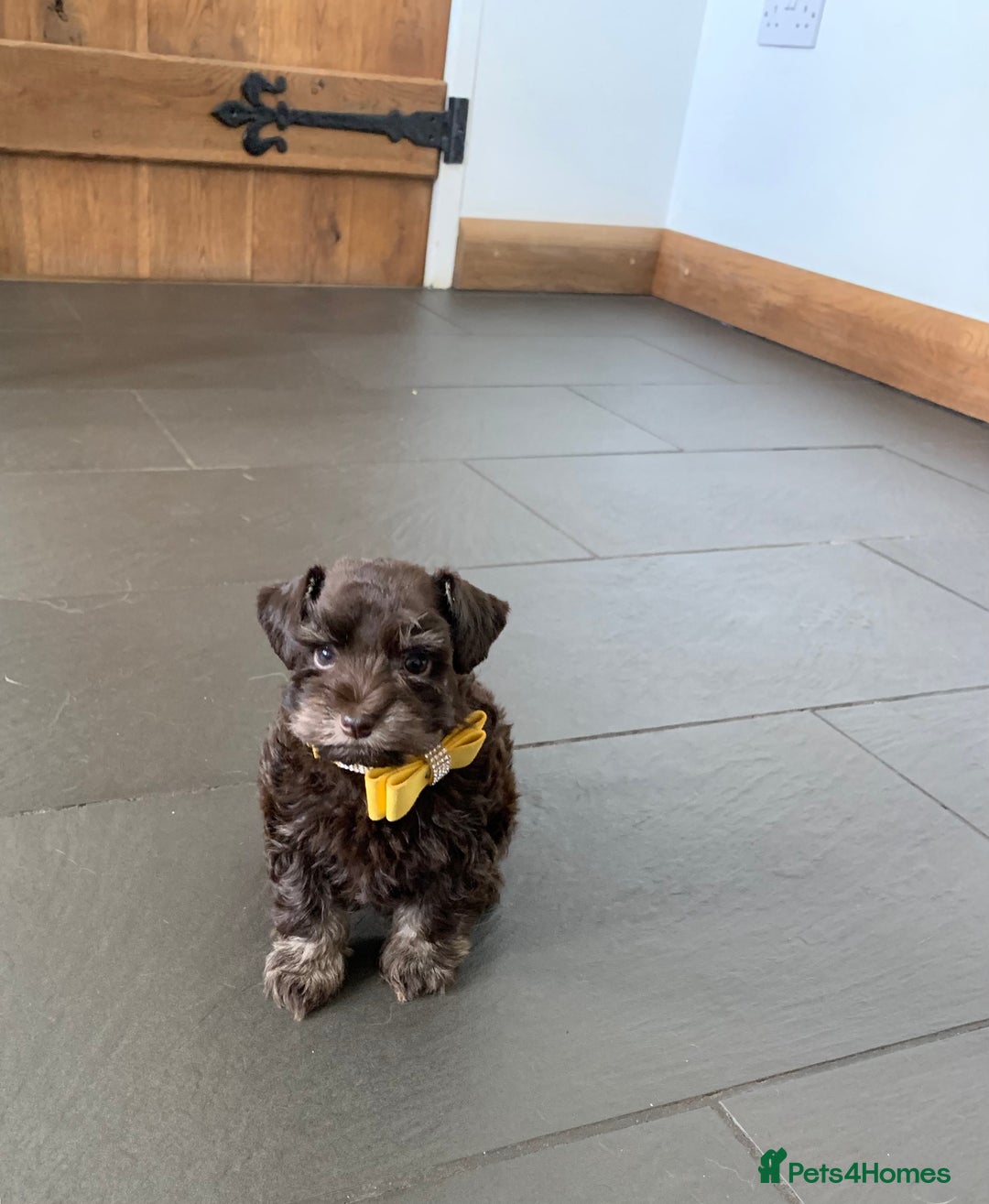 Miniature Schnauzer dogs for sale: 5* Licensed KC Toy Chocolate Schnauzers - Image 20