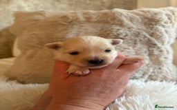 Morkie dogs for sale: Teacup Maltese/morkie babies  - Image 10