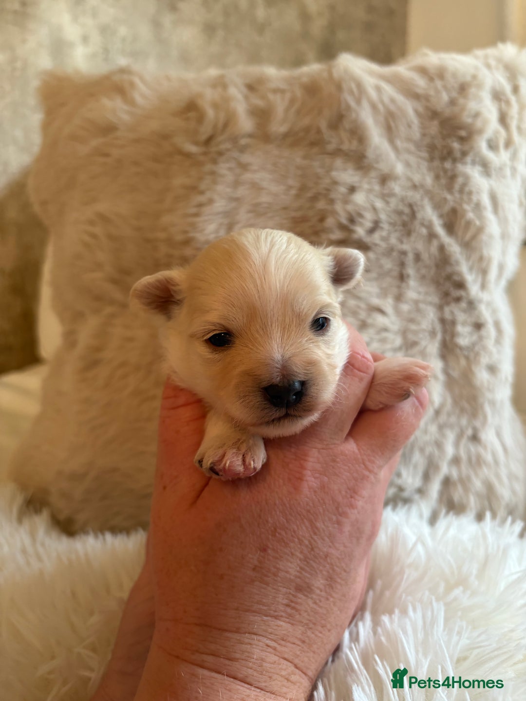 Morkie dogs for sale: Teacup Maltese/morkie babies  - Image 10