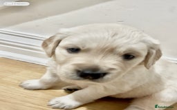 Golden Retriever dogs for sale: Beautiful KC Golden Retriever Babies  - Image 24