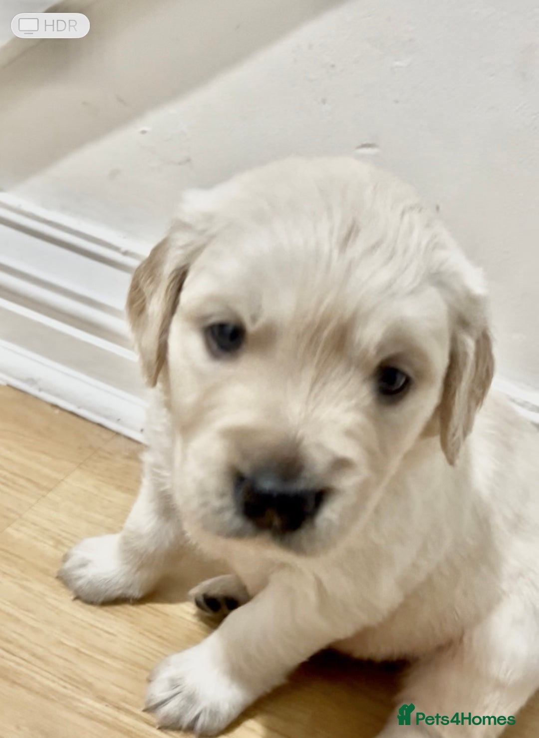 Golden Retriever dogs for sale: Beautiful KC Golden Retriever Babies  - Image 24