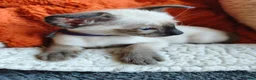Siamese cats for sale: Gorgeous Siamese kittens!!! - Advert 8