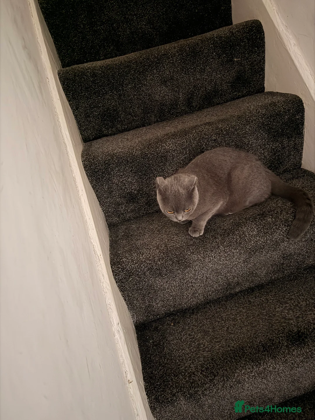 Scottish Fold cats for sale: Scottish fold female cat - Advert 2