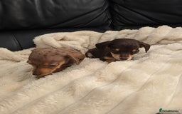 Miniature Dachshund dogs for sale: Miniature dachshunds  - Image 12