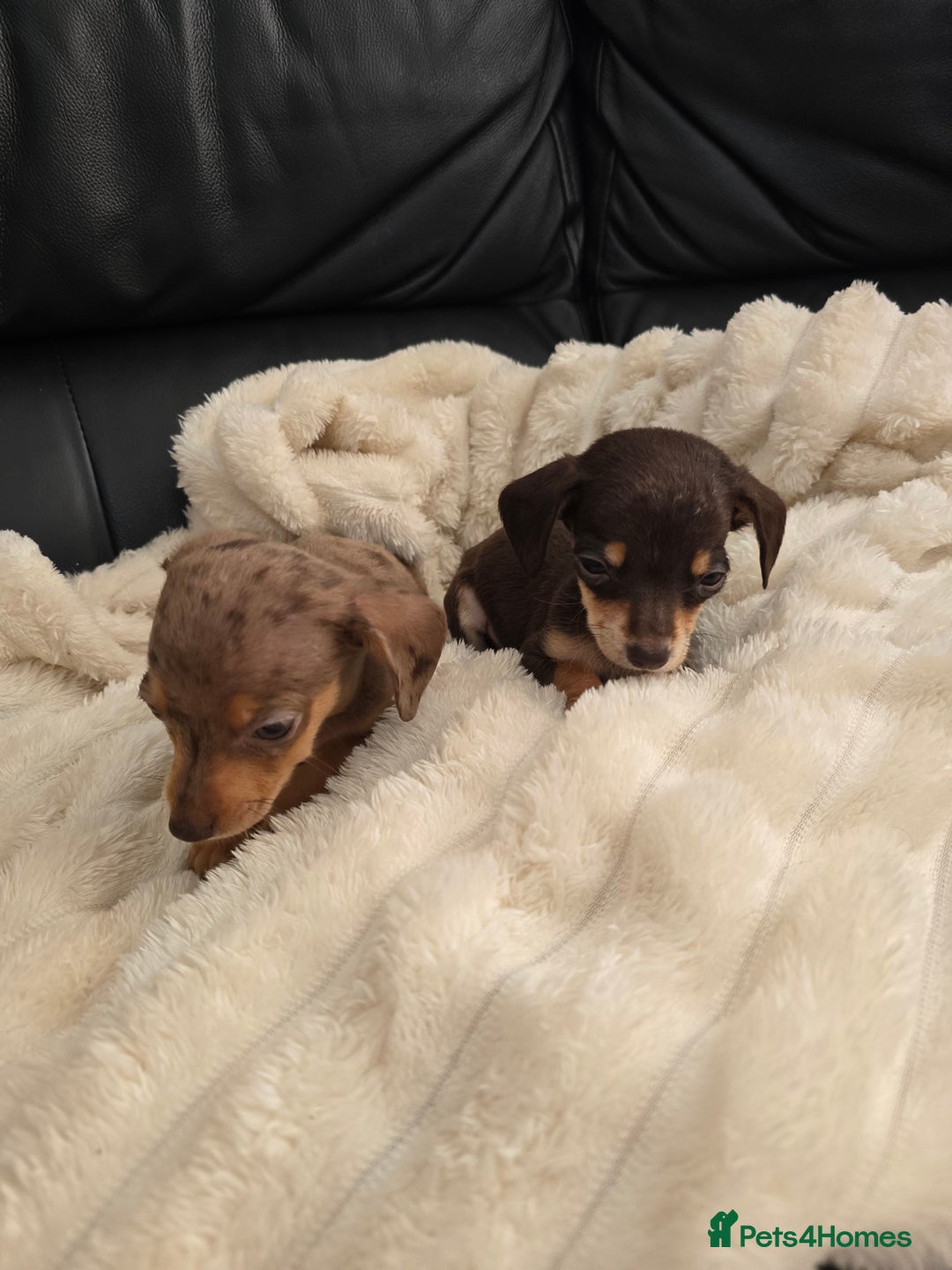 Miniature Dachshund dogs for sale: Miniature dachshunds  - Image 12