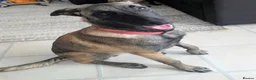 Belgian Shepherd Dog dogs for sale: Belgian shepherd  - Advert 3