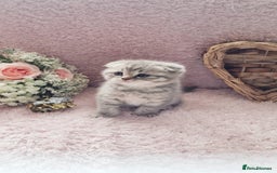 Scottish Fold cats for sale: Stunning TICA Registered Babies in Bolton - Image 30