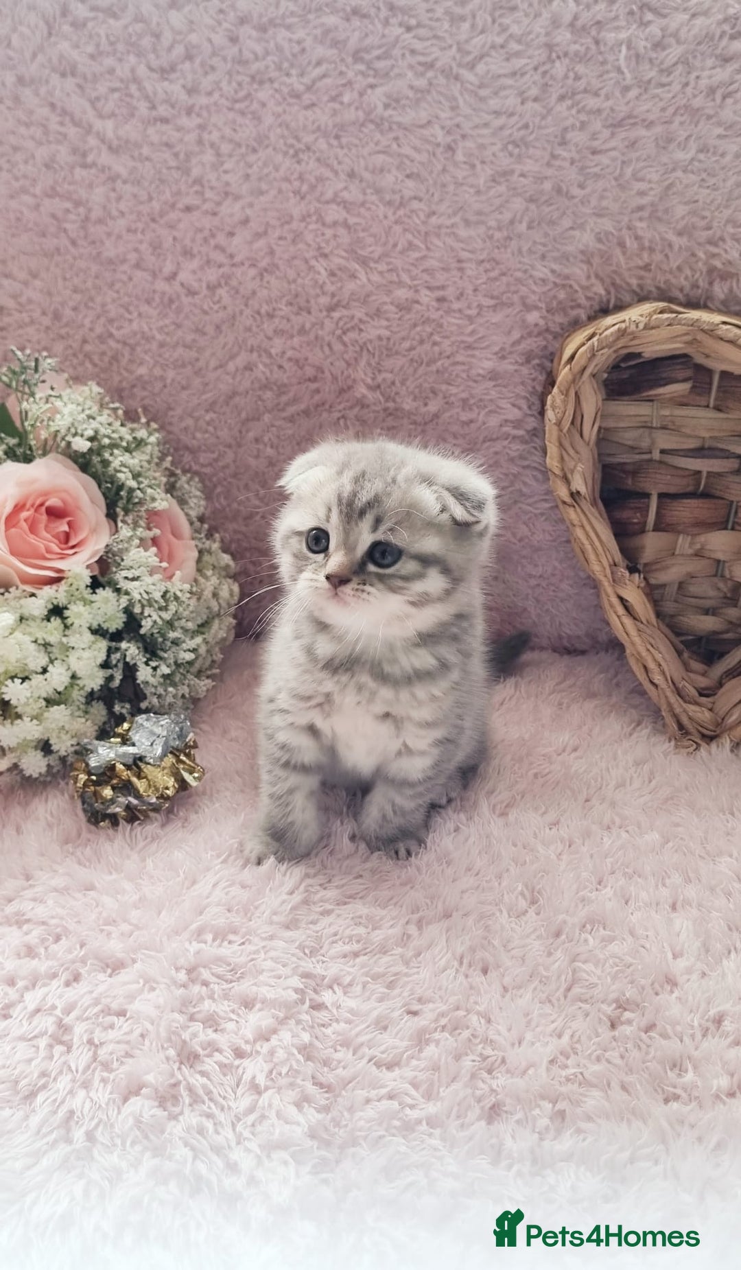Scottish Fold cats for sale: Stunning TICA Registered Babies in Bolton - Image 30