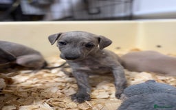 Mixed Breed dogs for sale: Bedlington whippet puppies  - Advert 6