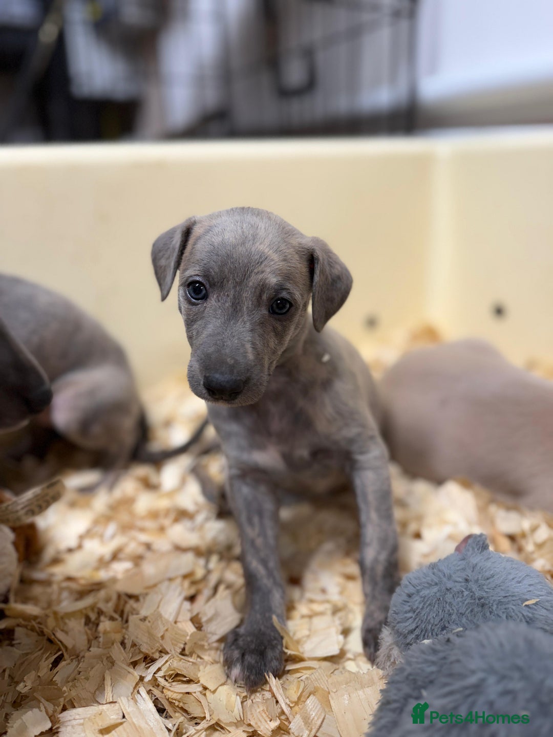 Mixed Breed dogs for sale: Bedlington whippet puppies  - Advert 6