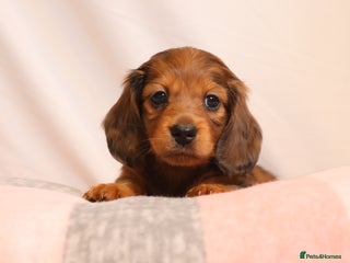 Miniature Dachshund dogs Exceptional Miniature longhaired dachshunds - Advert 5