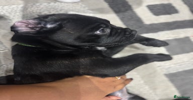 Cane Corso dogs - Advert 1