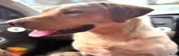 Labrador Retriever dogs for sale: Ready Now - KC Chunky Vet Checked Lab Puppies - Advert 8