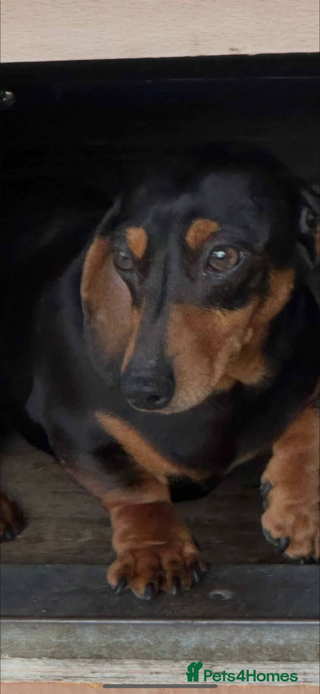 Miniature Dachshund dogs for sale: Beautiful Black and Tan female  - Advert 1