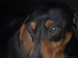 Miniature Dachshund dogs Beautiful Black and Tan female - Advert 4