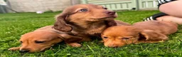 Miniature Dachshund dogs for sale: Red long hair miniature daschund puppies - Advert 11