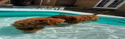 Cavapoo dogs for sale: Ready to leave, DNA HEALTH TESTED PARENTS. - Advert 2