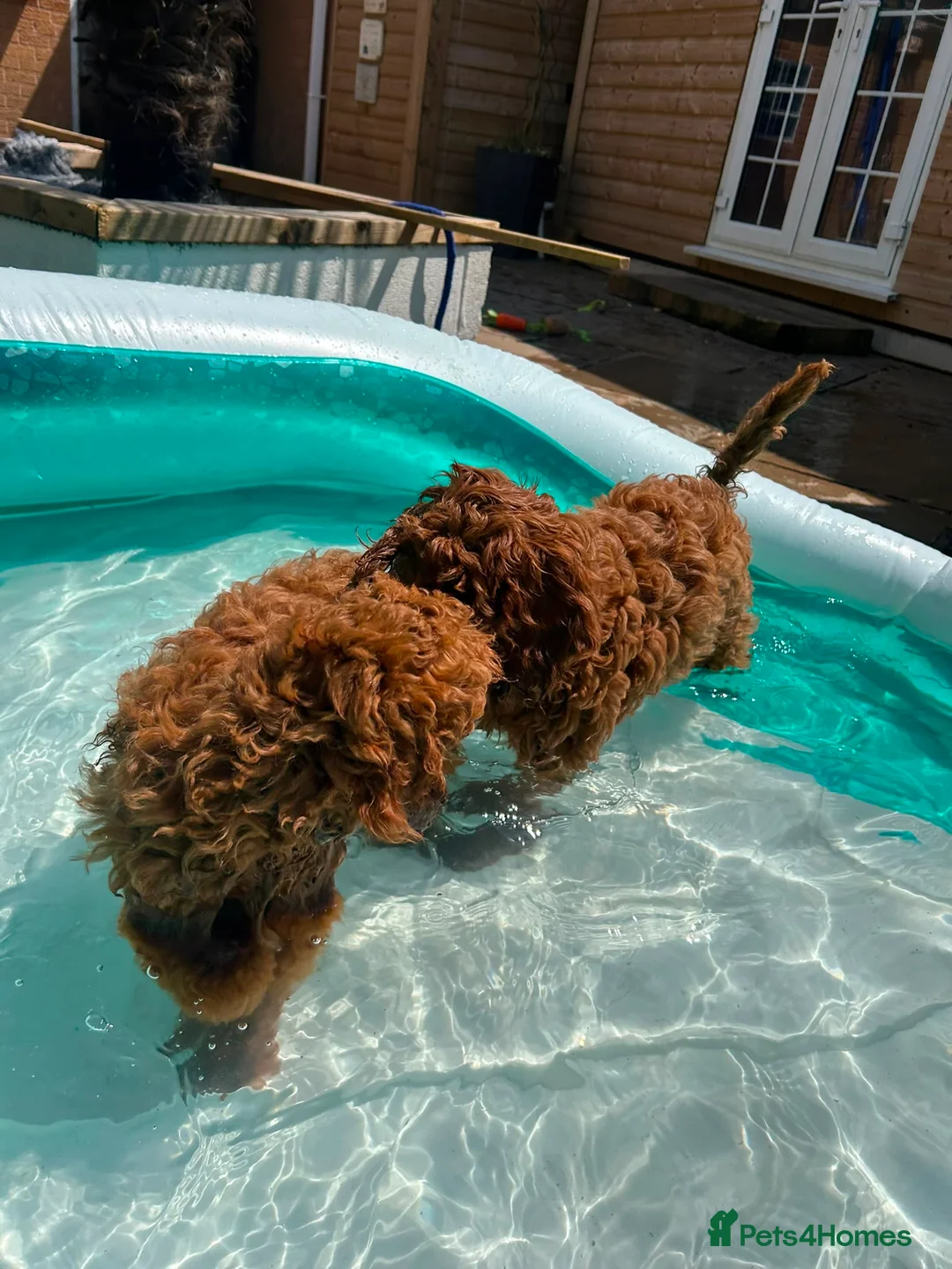 Cavapoo dogs for sale: Ready to leave, DNA HEALTH TESTED PARENTS. - Advert 2
