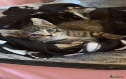 Bengal cats for sale: Beautiful kittens💕 - Advert 9