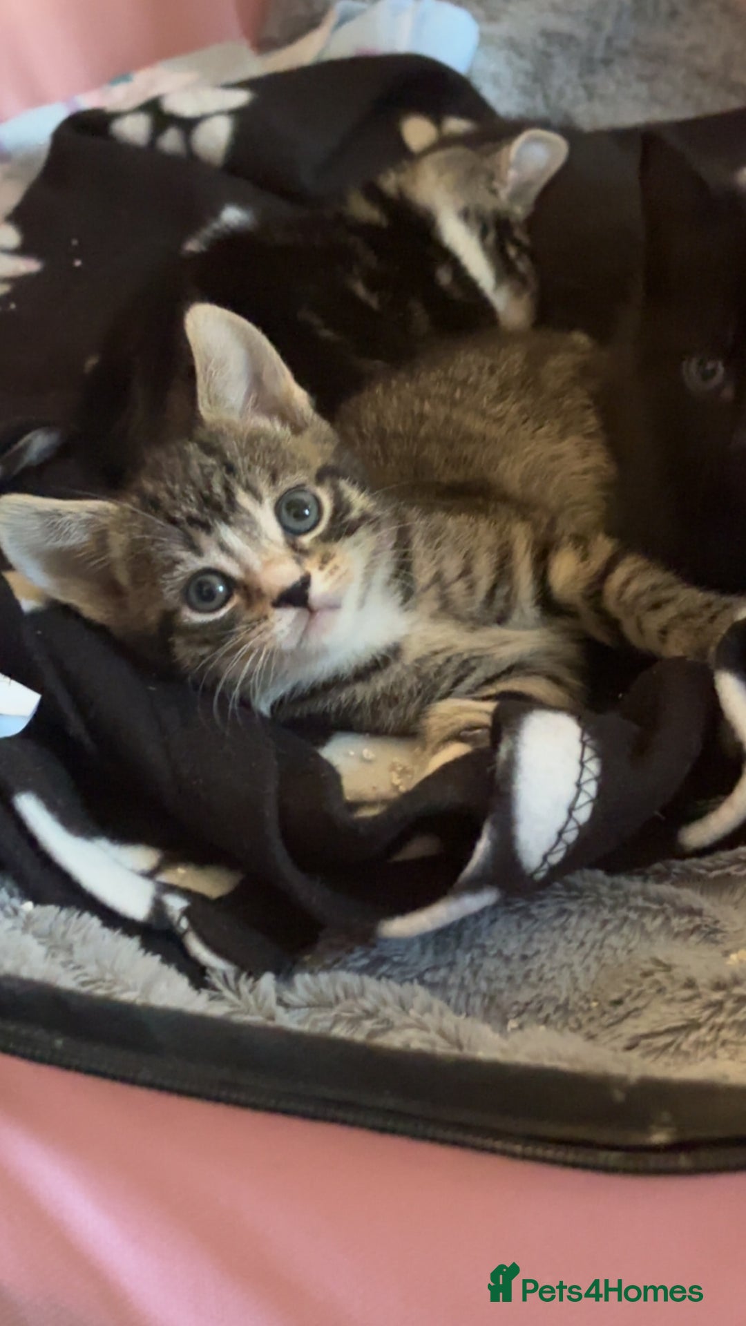 Bengal cats for sale: Beautiful kittens💕 - Advert 9