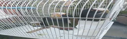 Parrots birds for sale: 2 pairs of white capped ponious parrots  in Maidenhead - Advert 4