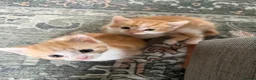 Mixed Breed cats for sale: Two Ginger Male Kittens  in Bicester - Advert 3
